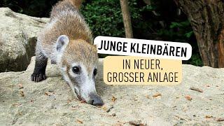 Erstes Mal Nasenbären-Nachwuchs im neuen Zuhause I Tiergarten Schönbrunn
