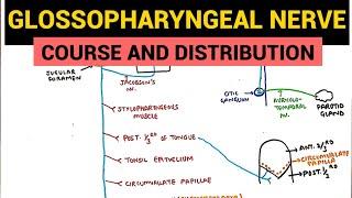 Glossopharyngeal Nerve  Course and Distribution  Neuroanatomy