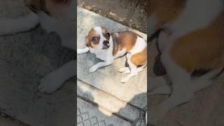 Ayudemos y rescatemos perritos y gatitos de la calle que coraje con los que los abandonan.