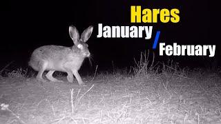 Hares in late January early February 2022  Зайцы в конце января начале февраля