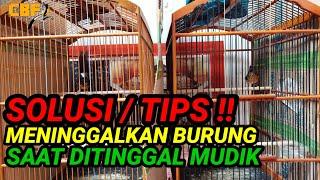 SOLUSI  TIPS MENINGGALKAN BURUNG SAAT DITINGGAL MUDIK