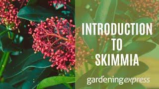 An Introduction to Skimmia - Gardening Express