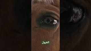 مواسم الخيول  Horse