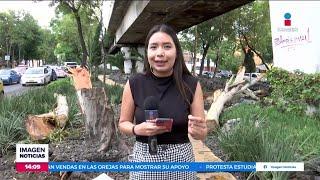 Cae árbol sobre las vías de la Línea 4 del Metro de la CDMX  Noticias con Crystal Mendivil