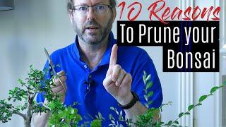 Bonsai Care - How to prune your Bonsai tree    Part 1
