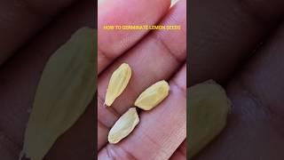 How to germinate lemon seeds  #gardening #fruit #shorts