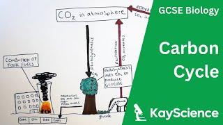 The Carbon Cycle - GCSE Biology  kayscience.com