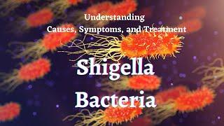 Understanding Shigella Bacteria Causes Symptoms and Treatment