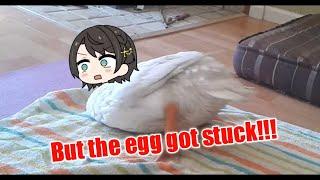 Subaru duck want to laying an egg  Animal hololive