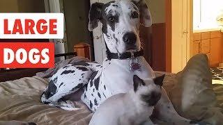 Large Dogs  Funny Dog Video Compilation 2017