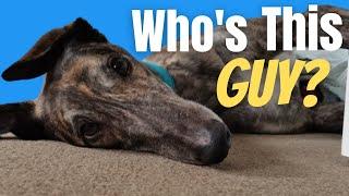 Whos this greyhound and what is he doing in our home?