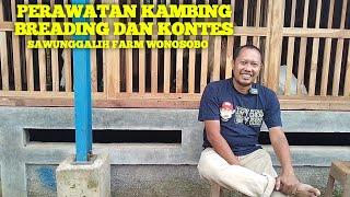 Tips sukses perawatan kambing kontes dan breading sawunggalih farm