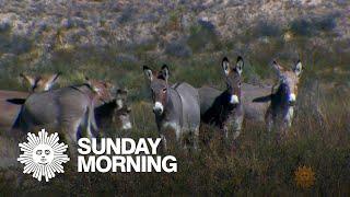 Nature Wild burros of Texas