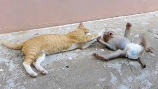 Best Friend Cat And Monkey Monkey Donal Playing Very Comfort With Cat