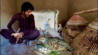 Kala tetar Awaz Dakhni teetar Chand Chakor Ground Birds Breeding Farm pheasant Hsn Entertainment