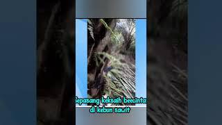 Ini penyebab minyak sayur langka. #viral #hiburan #mesum #asusila