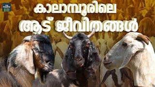 കാലാമ്പൂരിലെ ആട് ജീവിതങ്ങൾ  Biggest Goat Market In Kerala  Muvattupuzha