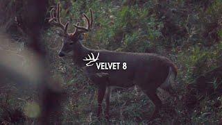 CLOSE North Dakota VELVET Buck With Bow - WIDE 8 POINT