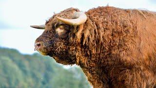 A MASSIVE HIGHLAND BULL HAS ARRIVED ON THE FARM