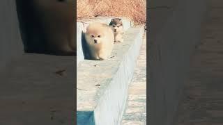 Prepare For Cuteness Watch These Adorable Puppies On A Walk  #animallovers #shorts