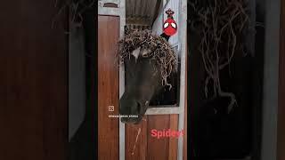 Spidey  #followtheherd #friesian #horses