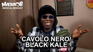 Macka Bs Medical Monday Calvolo NeroBlack Kale