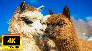 Llama Alpaca Of South America 4K   Scenic Wildlife Film With Calming Music  4K UHD Video