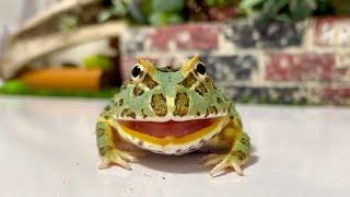 Cranwells horned frog has grown up