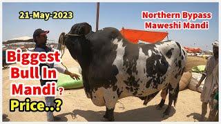 Biggest Bull In Mandi? Price? Northern Bypass Maweshi Mandi 2023