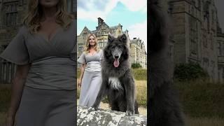 HUGE WOLF GUARDS CASTLE