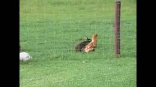 bunny loves chicken