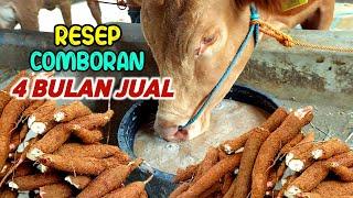 Resep Comboran Sapi 4 Bulan Panen‼️ Penggemukan Cara Singkat