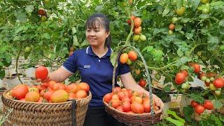 Harvesting Tomato Goes To Market Sell - Ly Tieu Toan Harvest  Tiểu Vân Daily Life