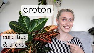 CROTON CARE  Codiaeum Variegatum Care Tips & Tricks
