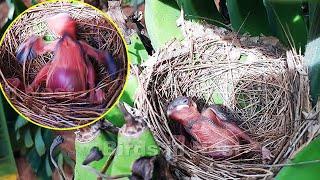 Sibling bird Crys watching attack on its Bro  MOM SAT on baby and SHASHED Her around  birds Nest