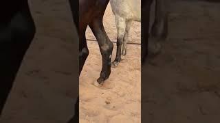  Cutting of deep digital flexor tendon in a horse 