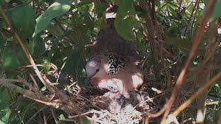 #EP13. Spotted Dove birds Feed the baby in the nest well  Review Bird Nest 