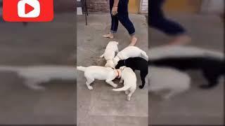 搞笑宠物精华funny pet funny moments