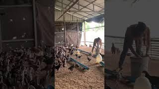 Chicken farm don’t want Eat #chicken #chickenfarming #chickenfeed #animals #farming