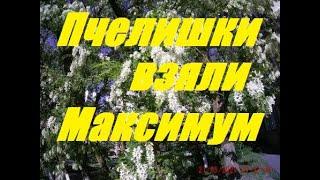 Сильнейший взяток мёда БЕЛОЙ АКАЦИИ.Превосходный результат .К.У. на Белой акации переполнен.