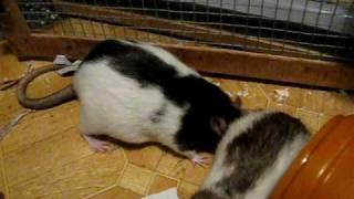 Rats get tickled