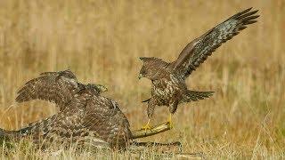 Buzzards vs Goshawk in Slowmotion. 4k GH5