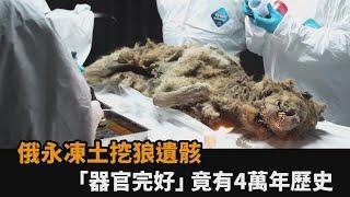 迄今解剖過最古老的狼！俄永凍土挖冰封遺骸　「器官超完好」竟有4萬年歷史－全民話燒