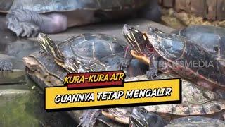 Kura-Kura Air Cuannya Tetap Mengalir  CUAN BOS 070123