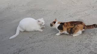 고양이 영역싸움        #cat fighting................#love cat#street cat#cat fighting#cat attack#dambi