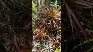 Bromeliads are Kinda Awesome and diverse
