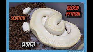 Pollen x T- Albino Ivory Blood Python Clutch