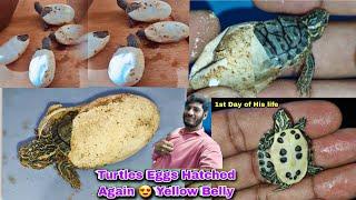 How to Hatch Turtles eggs Live Success Results Showing  New born baby Turtle 