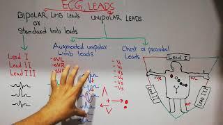 CVS physiology 23. ECG leads bipolar and unipolar leads