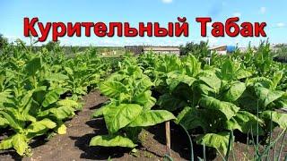 Табак - Вредители и болезни - и как с ними бороться.